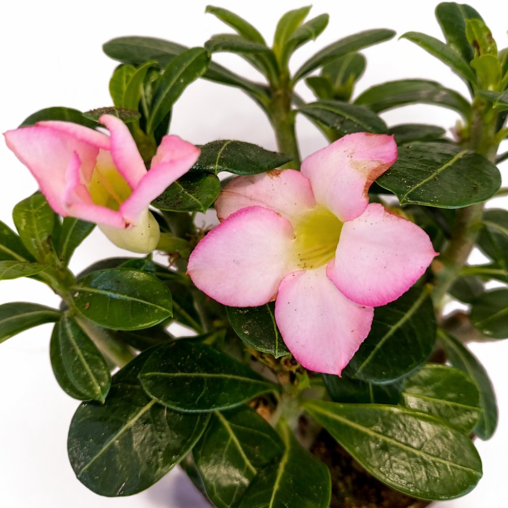 Adenium obesum – Róża Pustyni