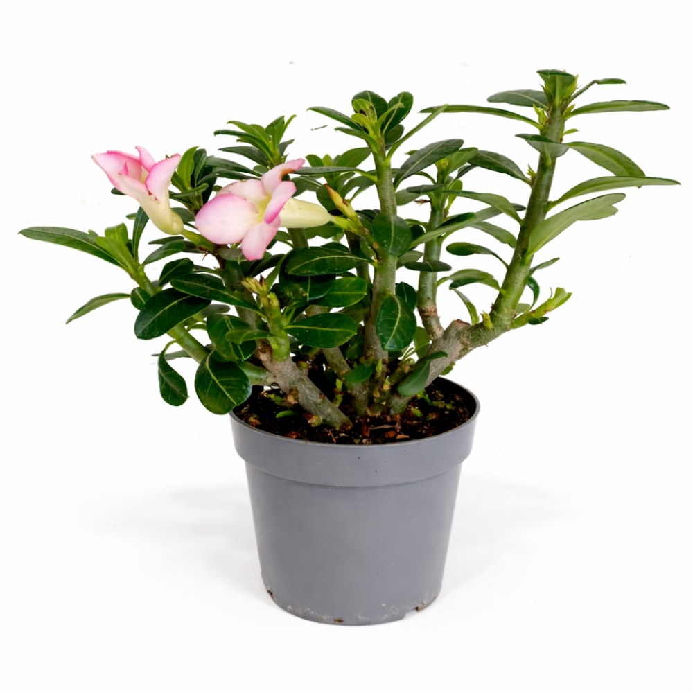 Adenium obesum – Róża Pustyni