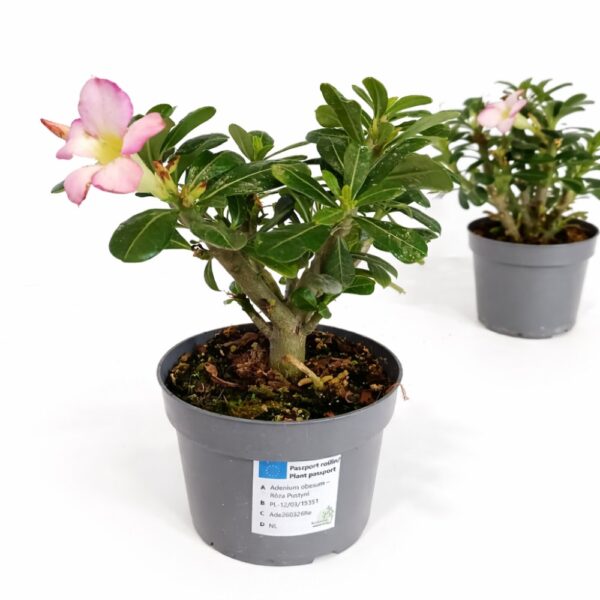 Adenium obesum – Róża Pustyni