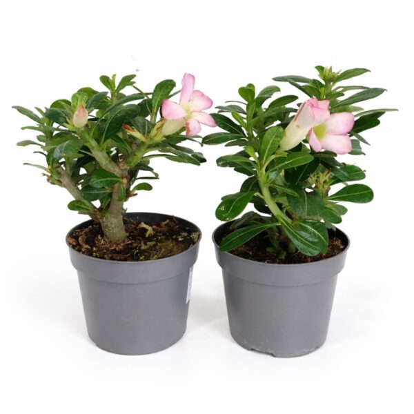 Adenium obesum – Róża Pustyni