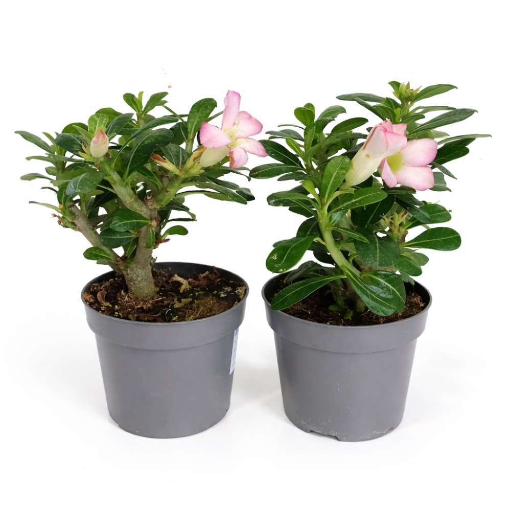 Adenium obesum – Róża Pustyni