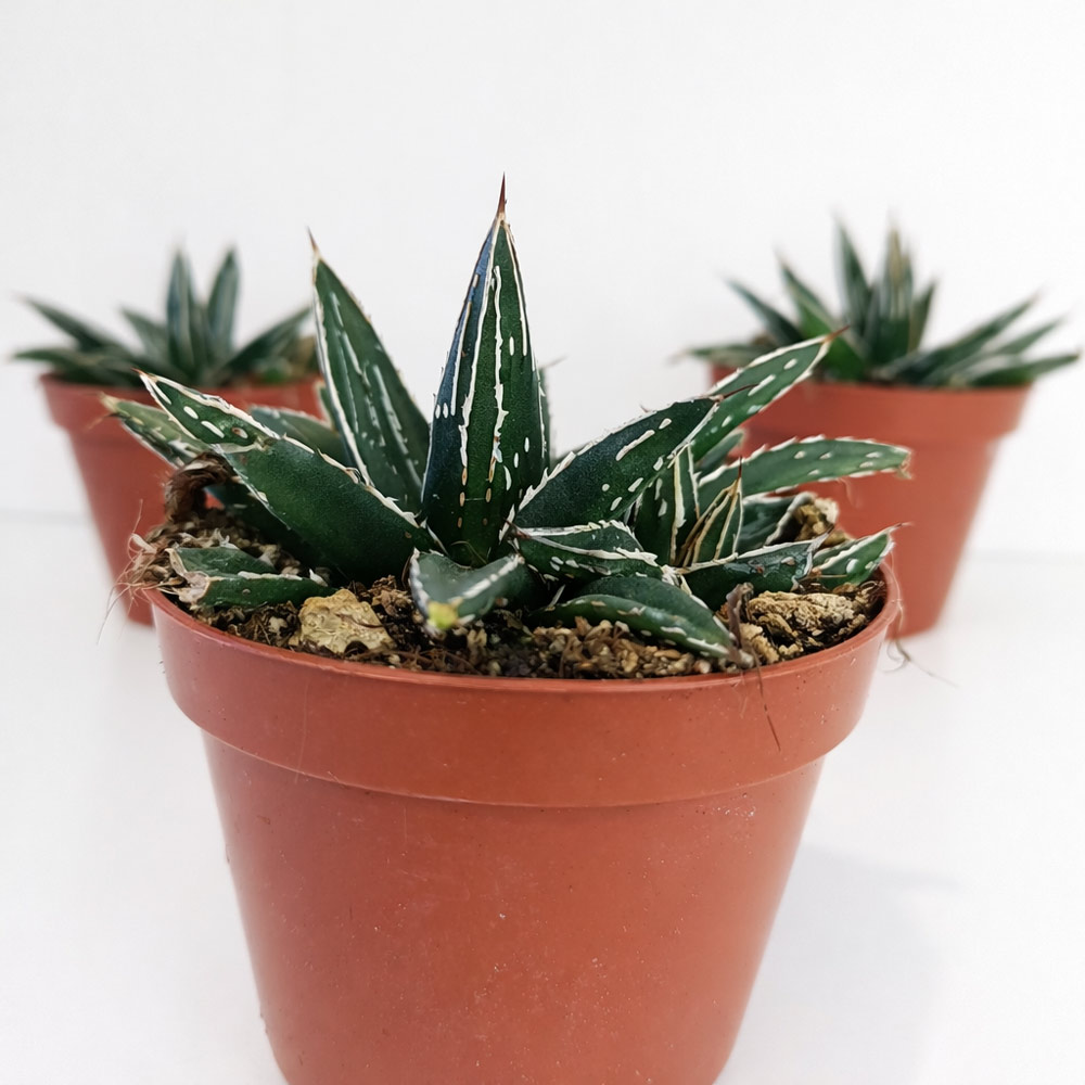 Agave-victoriae-reginae