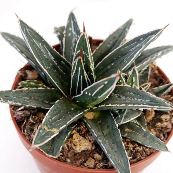 Agave victoriae-reginae