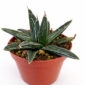 Agave victoriae-reginae