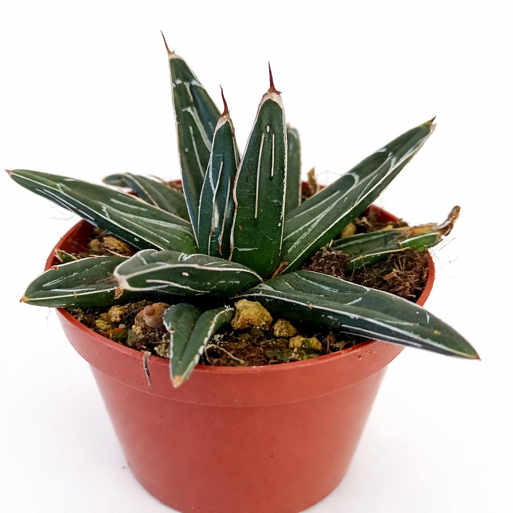 Agave victoriae-reginae