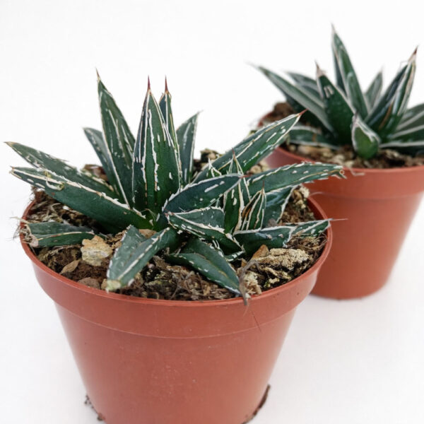 Agave victoriae-reginae