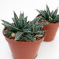 Agave victoriae-reginae