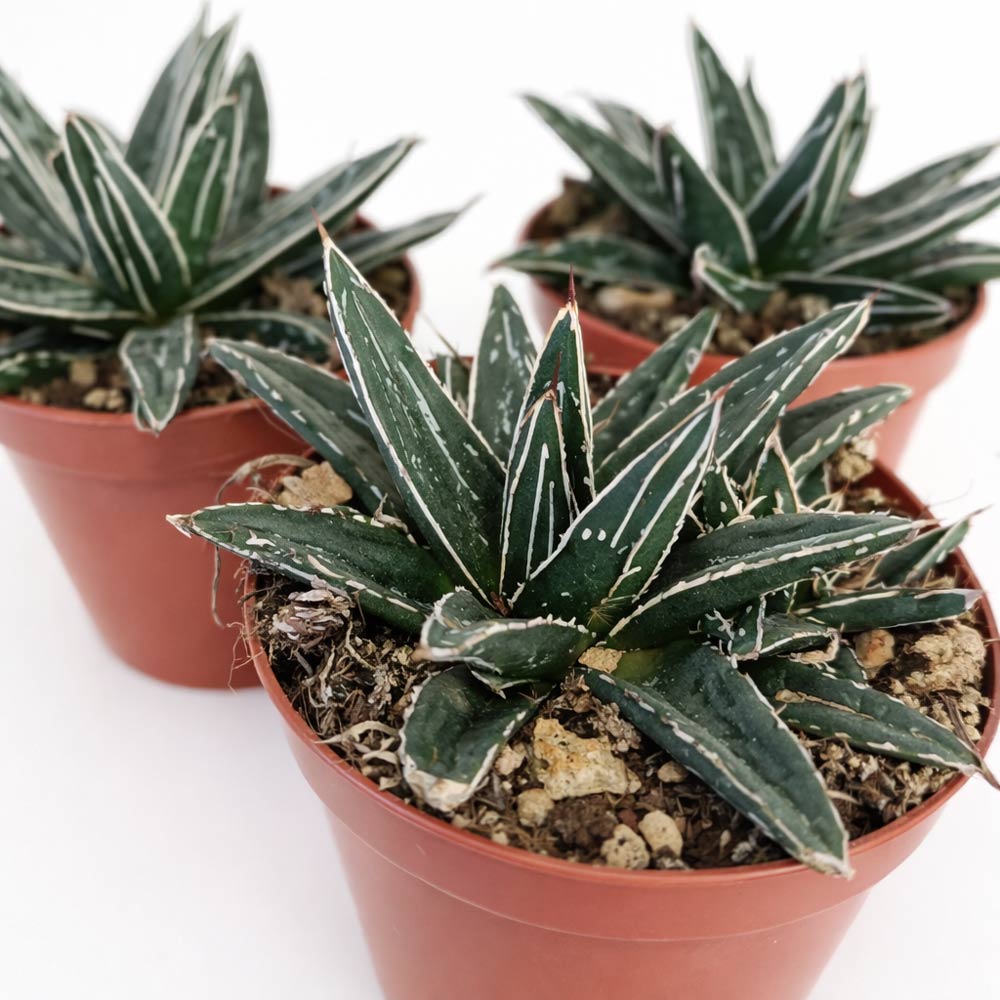 Agave victoriae-reginae