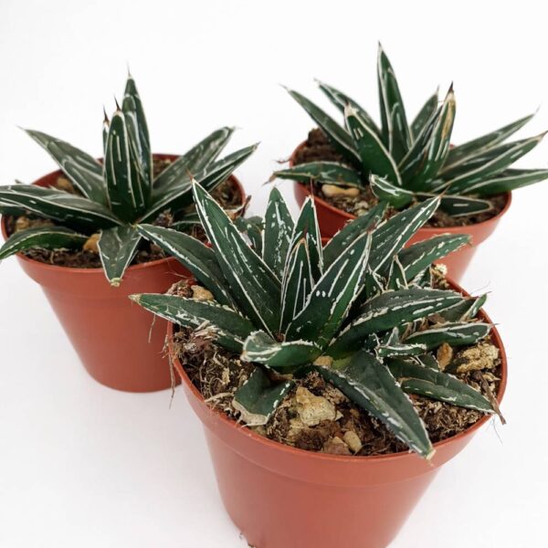 Agave victoriae-reginae