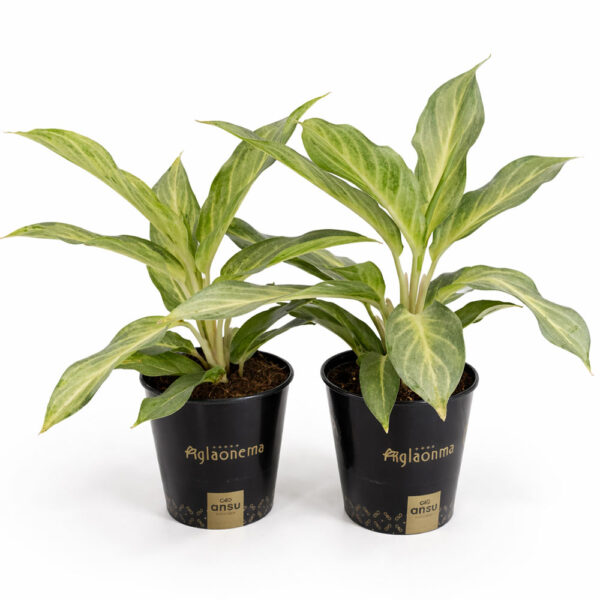 Aglaonema-Aqua-Green