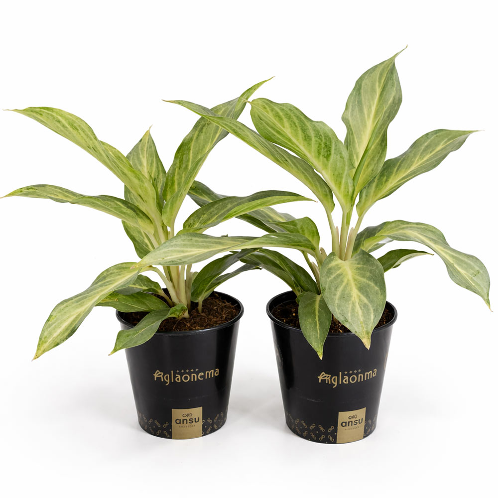 Aglaonema-Aqua-Green