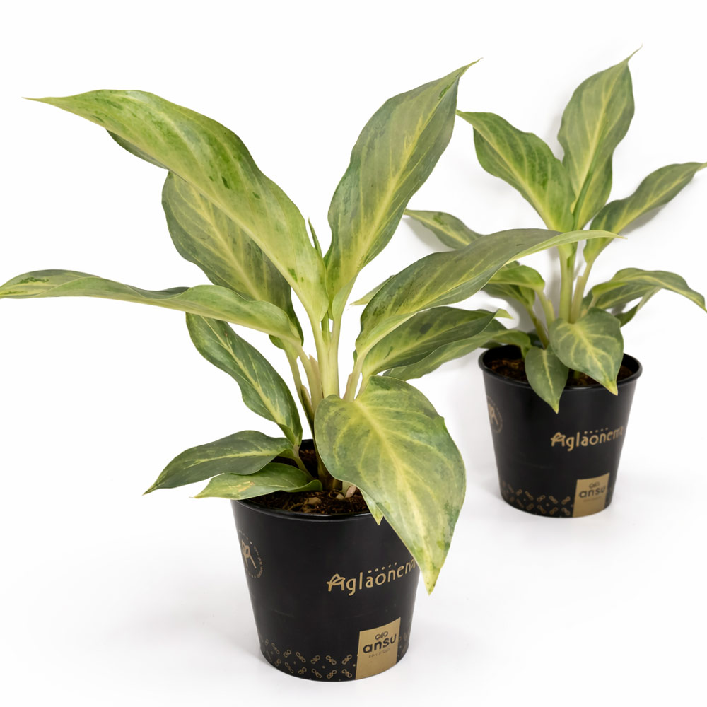 Aglaonema-Aqua-Green