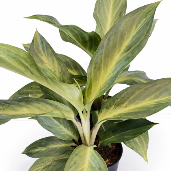 Aglaonema-Aqua-Green