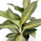 Aglaonema-Aqua-Green