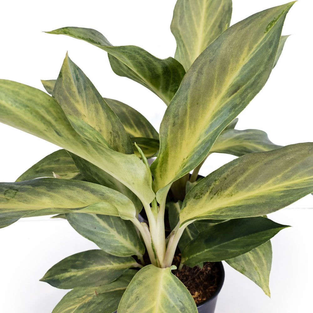 Aglaonema-Aqua-Green
