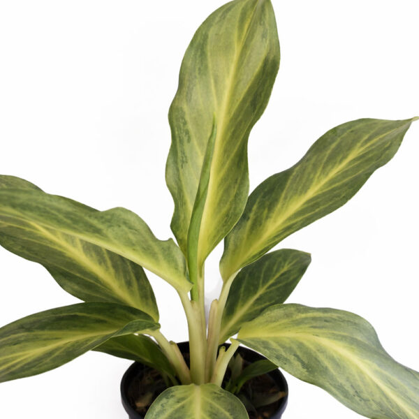Aglaonema-Aqua-Green