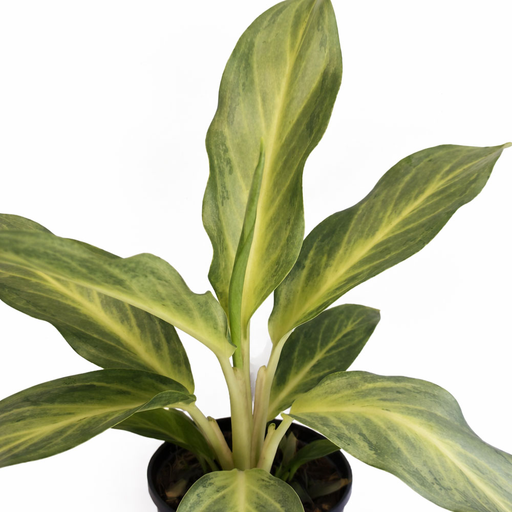 Aglaonema-Aqua-Green