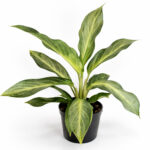 Aglaonema-Aqua-Green