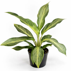 Aglaonema-Aqua-Green