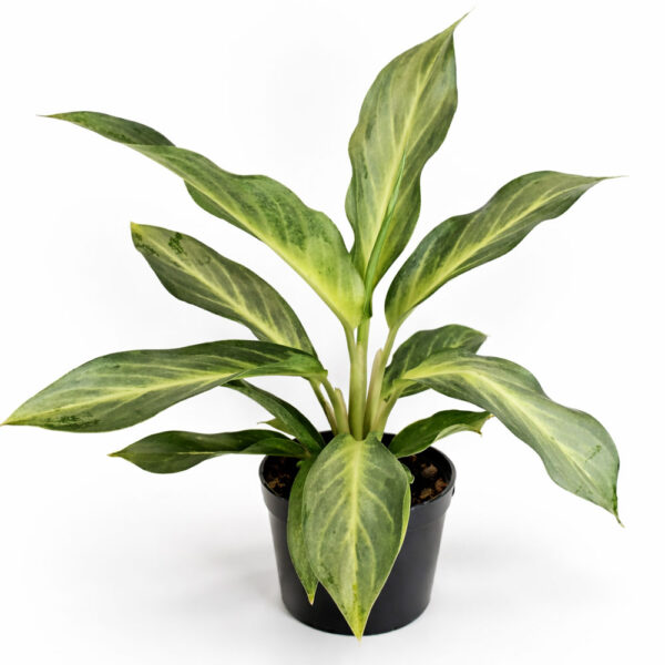 Aglaonema-Aqua-Green