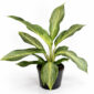 Aglaonema-Aqua-Green