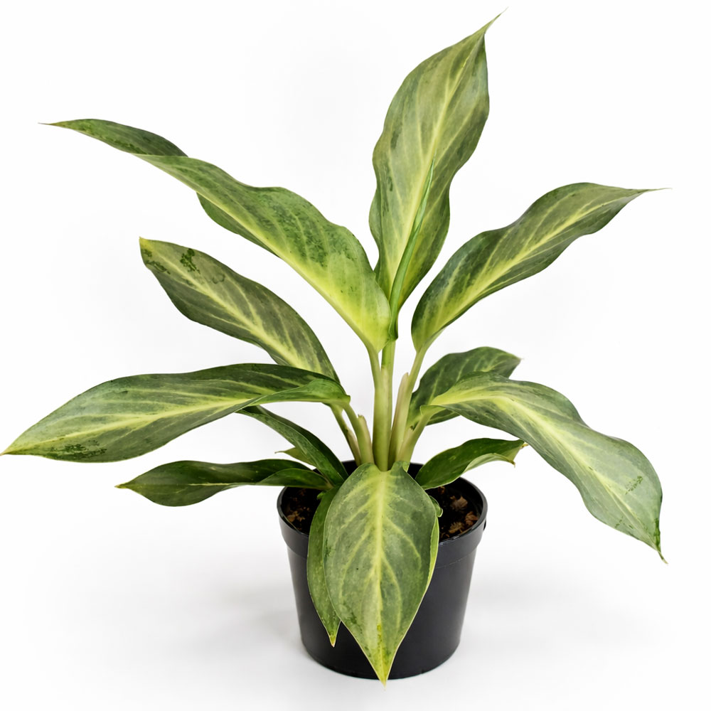 Aglaonema-Aqua-Green