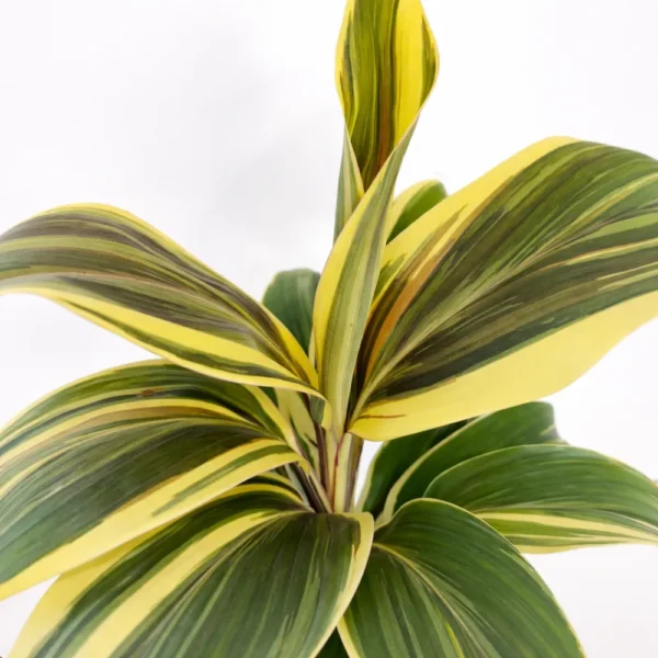 Cordyline chocolate queen