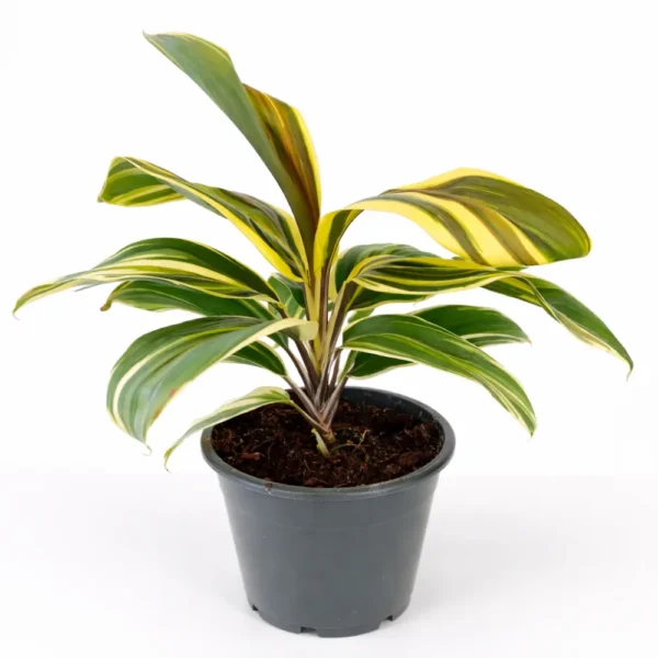 Cordyline chocolate queen
