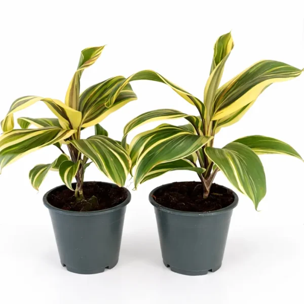Cordyline chocolate queen