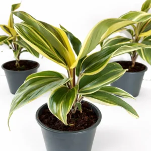 Cordyline chocolate queen