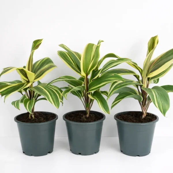 Cordyline chocolate queen