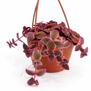 Crassula Marginalis Rubra