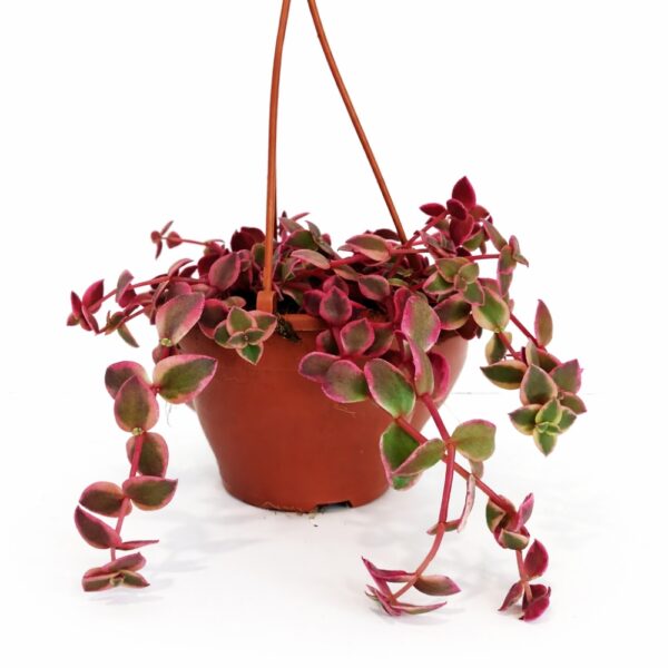 Crassula Marginalis Rubra