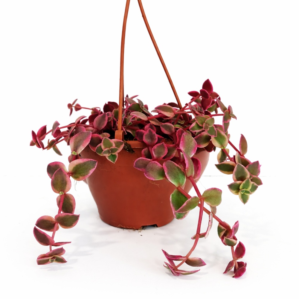 Crassula Marginalis Rubra