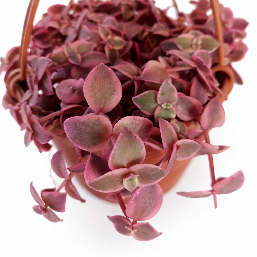 Crassula Marginalis Rubra