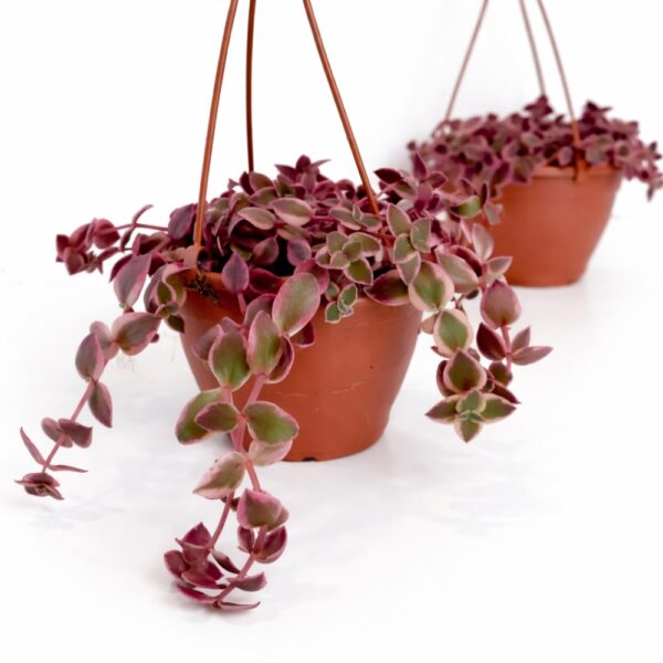 Crassula Marginalis Rubra