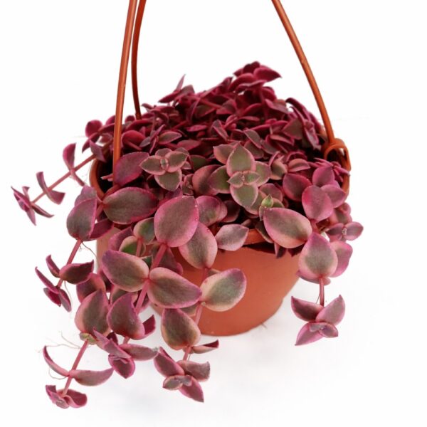 Crassula Marginalis Rubra