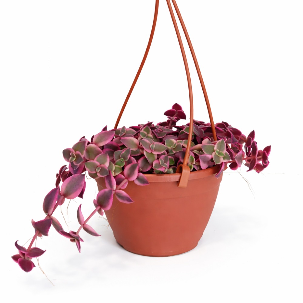 Crassula Marginalis Rubra