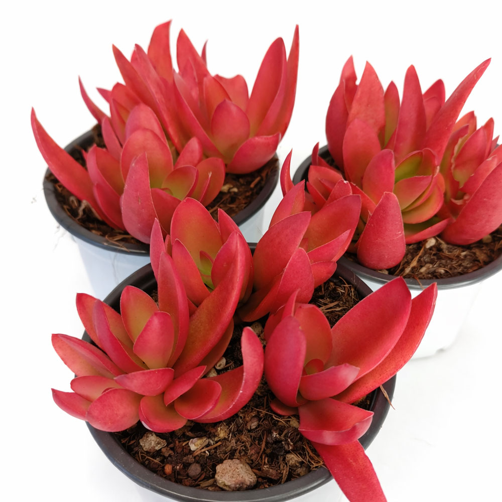 Crassula-capitella-Campfire