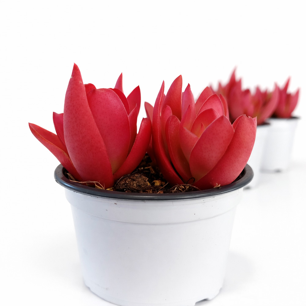 Crassula capitella Campfire