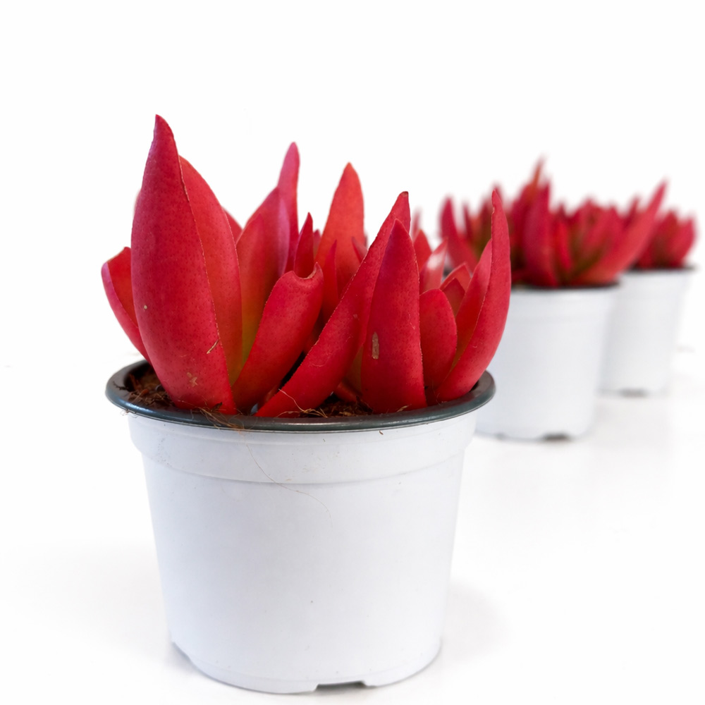 Crassula capitella Campfire