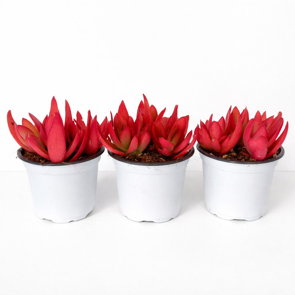 Crassula capitella Campfire