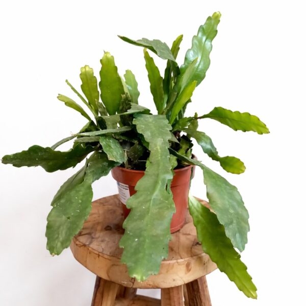 Epiphyllum Fruhlingsgold