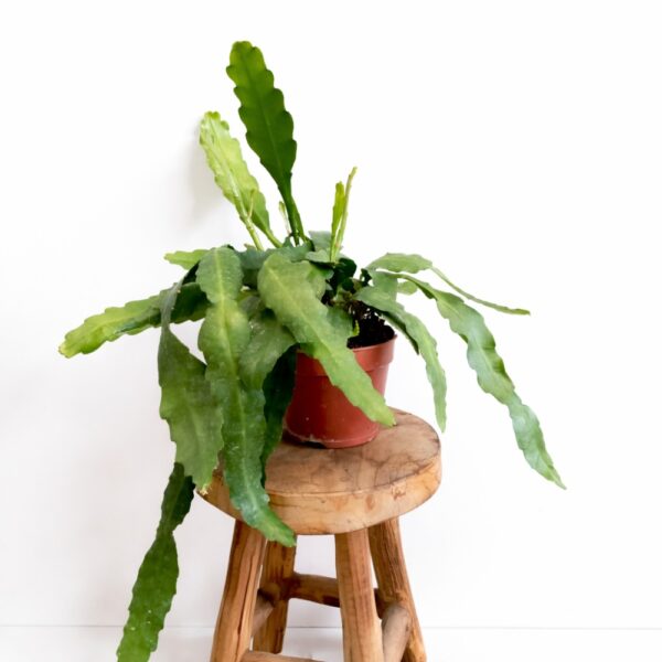 Epiphyllum Fruhlingsgold