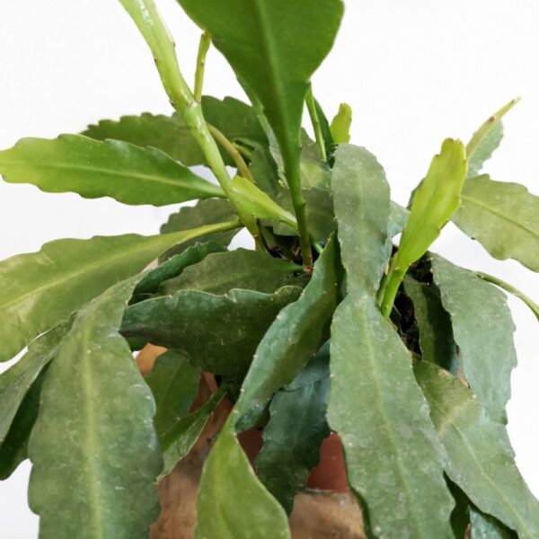 Epiphyllum Fruhlingsgold