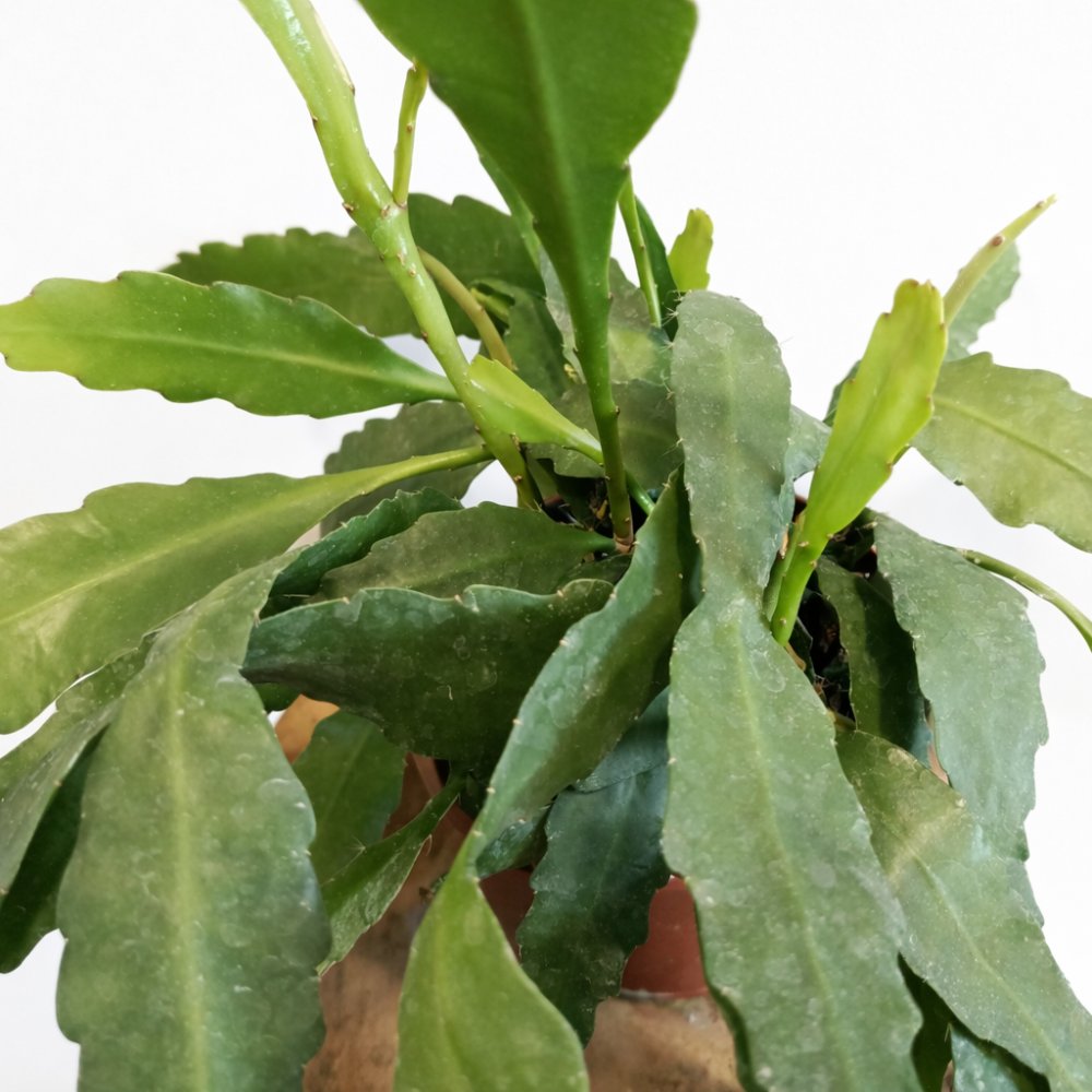 Epiphyllum Fruhlingsgold