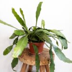 Epiphyllum Fruhlingsgold