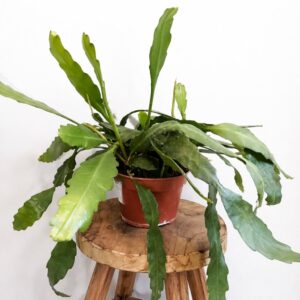 Epiphyllum Fruhlingsgold