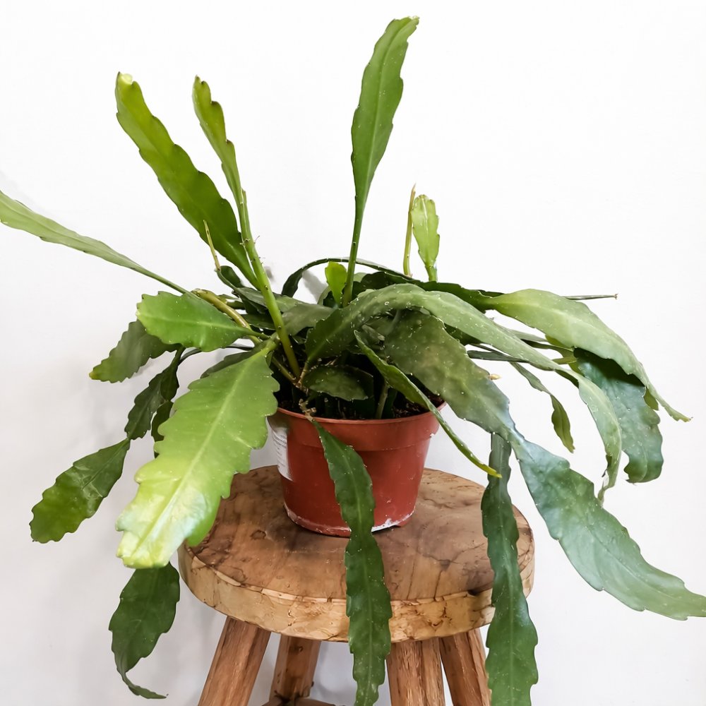 Epiphyllum Fruhlingsgold