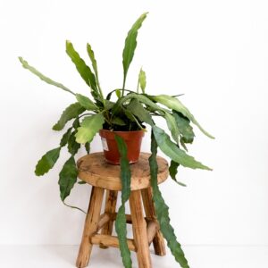 Epiphyllum Fruhlingsgold